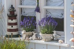 Fensterbank Maritim mit Lavendel 'Hidcote Blue' (Lavandula angustifolia)