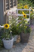 Bank zwischen Sonnenblumen am Gartenhaus