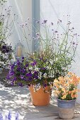 Planted tubs at the entrance: Petunia Calimero 'Blue' (Petunia), Pennisetum