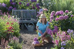 Shady seat in the hydrangea garden