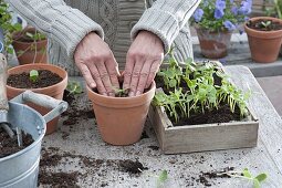 Mutter und Mädchen säen Sonnenblumen aus