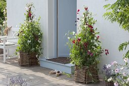 Covering planters with self-made wickerwork elements