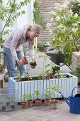 Fahrbaren Kasten mit einjaehrigen Sommerblumen bepflanzen