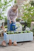 Plant annual summer flowers in mobile box