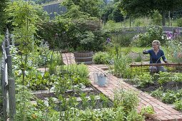 Growing sugar pea 'Ambrosia' in an organic garden