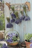 Lavender tied into bouquets and hung up to dry