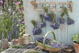 Lavender tied into bouquets hung to dry