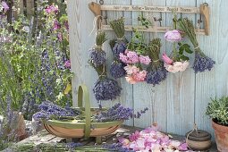 Lavender tied in bunches hung to dry