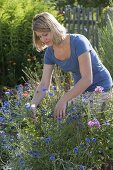 Frau schneidet Centaurea cyanus (Kornblumen) für Blumenstrauss