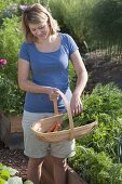 Woman putting freshly harvested carrots (Daucus carota) in basket