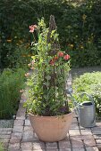 Lathyrus odoratus (sweet pea) on willow trellis on path in organic garden