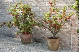 Currant bushes 'Rolan' (Ribes rubrum) in terracotta pots