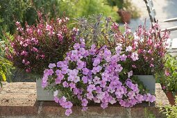 Kasten bepflanzen mit Gaura 'Lillipop Pink' und Petunia Calimero 'Candy'