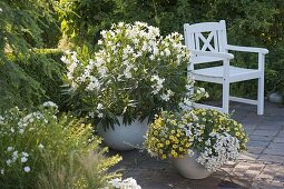 White-yellow planted pot: Calibrachoa Superbells 'Lemon Slice'