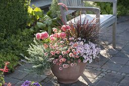 Argyranthemum frutescens 'Molimba Pink' (daisy), Diascia Breezee 'Pastel' (pastel)