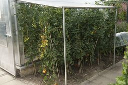 Tomaten (Lycopersicon) unterm Dach geschützt vor Regen, aber luftig