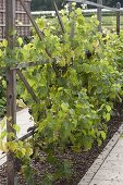 Weinreben (Vitis vinifera) mit dunklen Früchten an Holzspalier