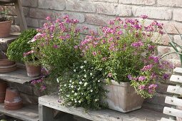 Gravel terrace with old ladder as shelf and wooden bench