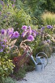 Spaetsommerbeet mit Dahlia (Dahlien), Phlox paniculata (Flammenblumen)