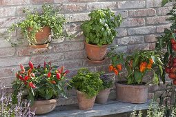 Peppers, chillies (Capsicum annuum) on a wooden bench with herbs