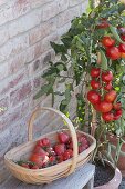 Tomaten 'Diplom f1' (Lycopersicon), rundfruechtig, resistente Sorte