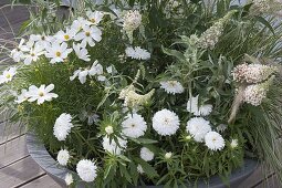 Grey bowl with white flowering plants: Buddleja Buzz 'Ivory'