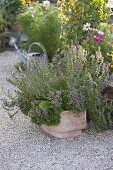 Terracotta box with flowering hyssop (Hyssopus officinalis)