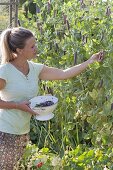 Woman picking capuchin peas 'Blauschokkers' (Pisum)