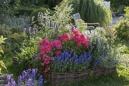 Wattle fence border with Phlox paniculata 'Frau A. v. Mauthner' Syn. 'Spitfire'