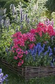 Wattle fence border with Phlox paniculata 'Frau A v Mauthner' syn 'Spitfire'