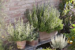 Terracotta box with hyssop and oregano