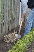 Dahlienknollen in Beet mit Buchs-Einfassung legen