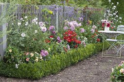 Dahlienknollen in Beet mit Buchs-Einfassung legen