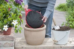 Dipladenien mit Drainagebeutel einpflanzen