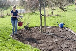 Planting bed with shrub hydrangeas