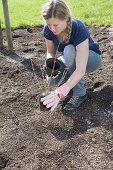 Planting a bed with shrub hydrangeas