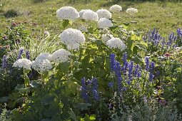 Beet mit Strauch-Hortensien bepflanzen