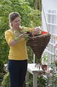 Homemade hanging basket planted with Haengetomate 'Losetto'.