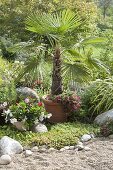 Mediterranean garden with potted plants