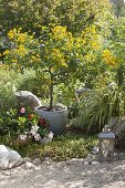 Mediterranean garden with potted plants: Cassia corymbosa (spice bark)