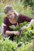 Frau pflückt Buschbohnen (Phaseolus) im Hochbeet