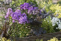 Phlox paniculata 'Uspech' (flame flower) in bed with border