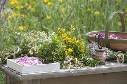 Freshly harvested medicinal herbs prepared for drying