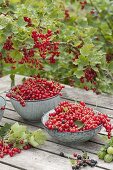 Freshly picked red currants (Ribes rubrum) in small bowls