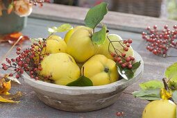 Freshly harvested quinces (Cydonia) with Rosa multiflora (mini rosehips)