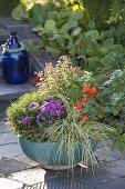 Turquoise bowl with Carex 'Supergold' (Variegated Sedge), Aster (Autumn Aster)