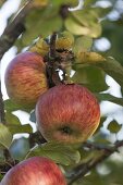 Apple 'Rheinischer Winterrambur' (Malus domestica) also Jaeger apple