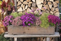 Wooden balcony box with Chrysanthemum 'Kifix' 'Pan' (autumn chrysanthemums)