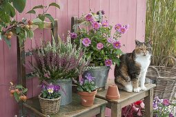 Zinc pot with Calluna vulgaris 'Twin Girls' (Bud-flowering broom heather)