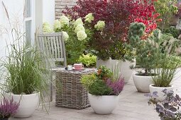 Terrace with shrubs and grasses